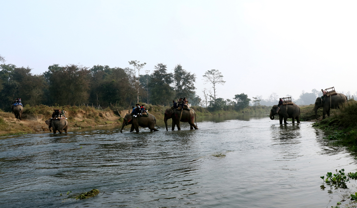 elephant sauraha1705829237.jpg